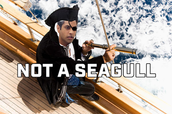 not a seagull