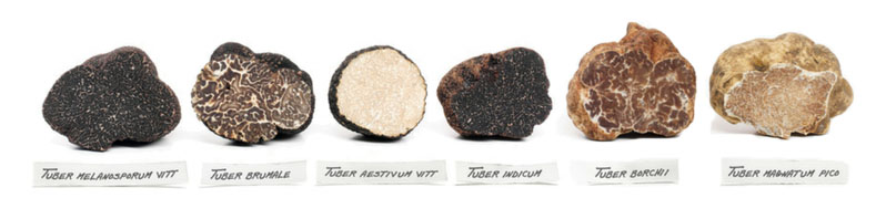 truffle principle