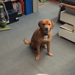 Dog ignores frisbee GIF